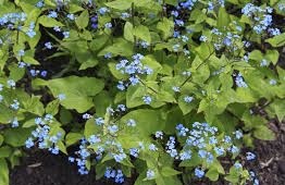 brunnera