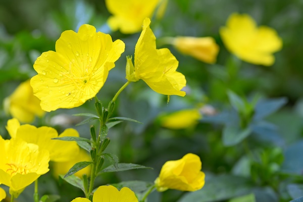 DieGemeineNachtkerze